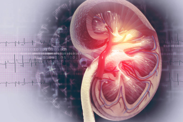 Sección transversal del riñón humano. ilustración 3d - Foto, Imagen