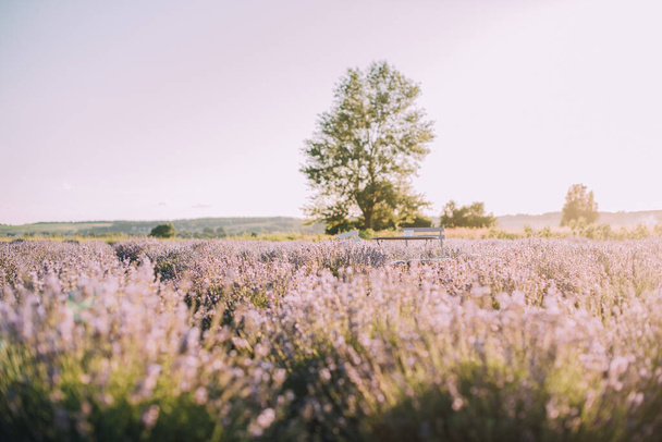 Des rangées florissantes de champs de lavande au coucher du soleil - Photo, image