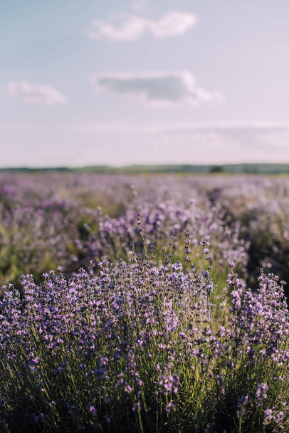 Blooming rows of lavender field at sunset - Φωτογραφία, εικόνα