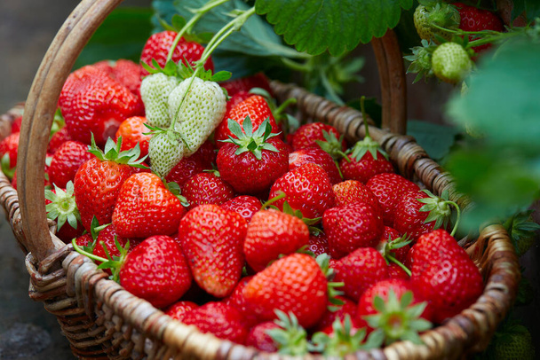 fresh ripe strawberries in a basket - Photo, image