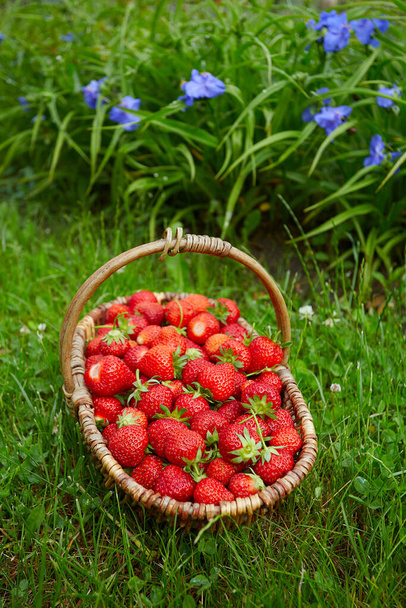 fresh ripe strawberries in a basket - Zdjęcie, obraz
