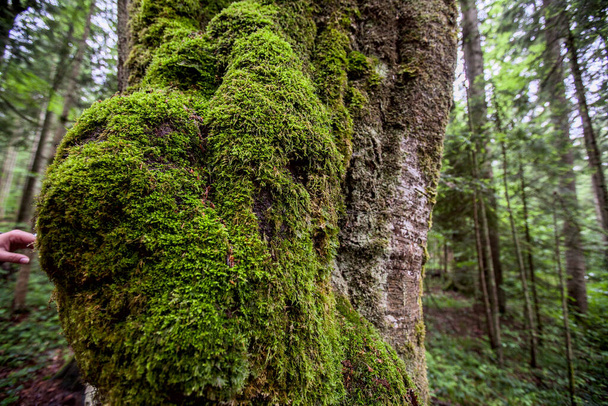 régi fa borított moha a tavaszi erdőben - Fotó, kép