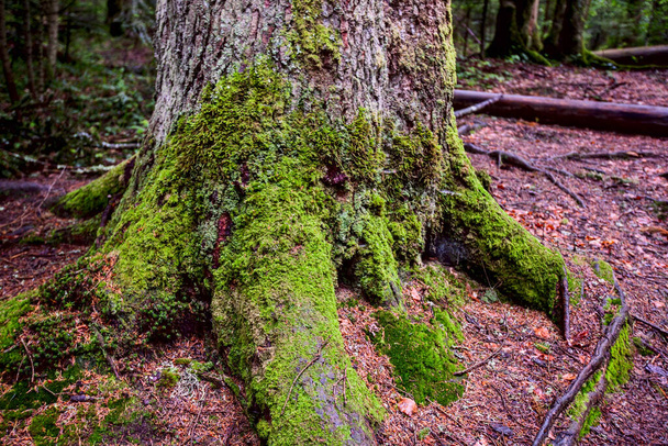 viejo árbol con raíces cubiertas de musgo en el bosque de primavera - Foto, Imagen