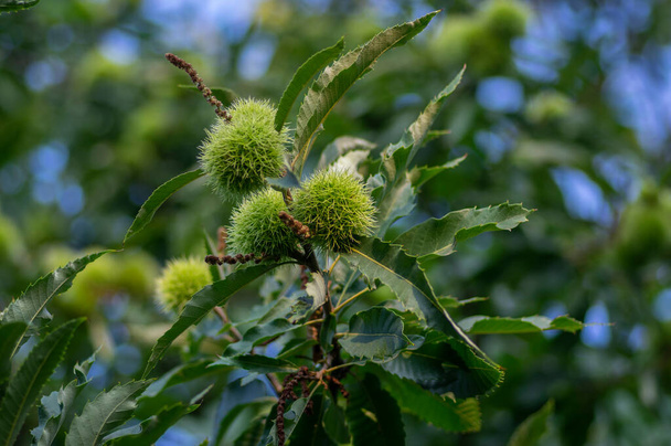 Castanea sativa ώριμα φρούτα σε αγκαθωτές νύμφες, βρώσιμα κρυμμένα κουκούτσια που κρέμονται σε κλαδιά δέντρων, πράσινα φύλλα - Φωτογραφία, εικόνα