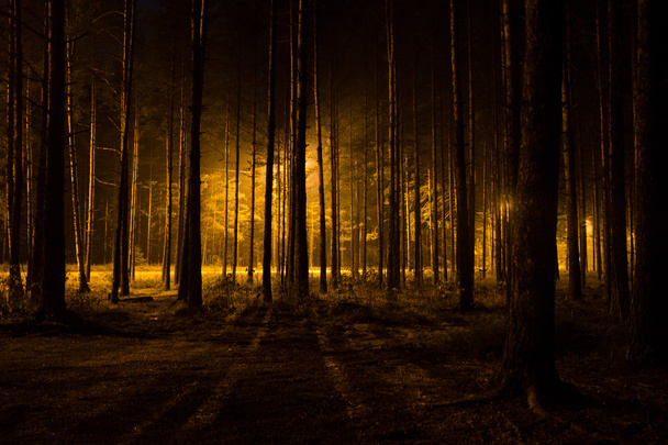 Floresta escura
 - Foto, Imagem