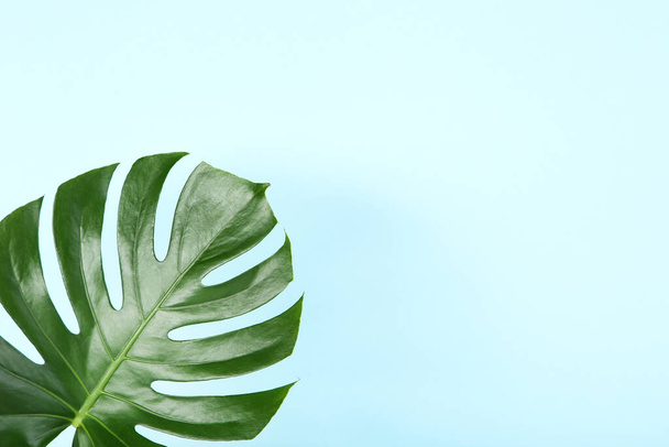 Green tropical monstera leaf on blue background - Foto, imagen