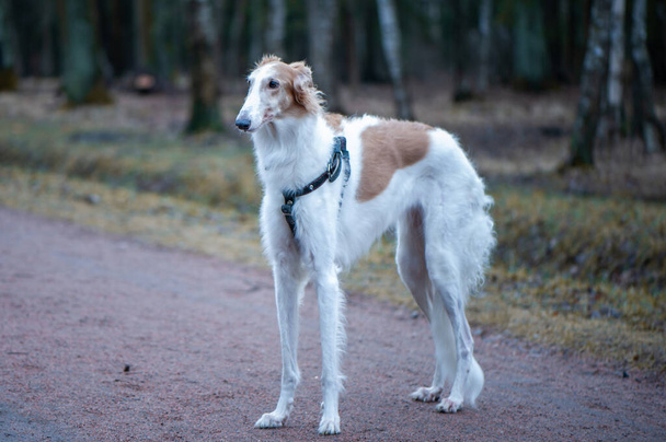 Portrait of a beautiful Russian Greyhound, Borzoi dog looking in the spring park - Photo, Image