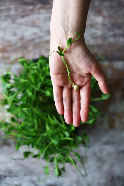 Micro greens in the palm of your hand. Fresh sprouts of peas. - Foto, Imagem