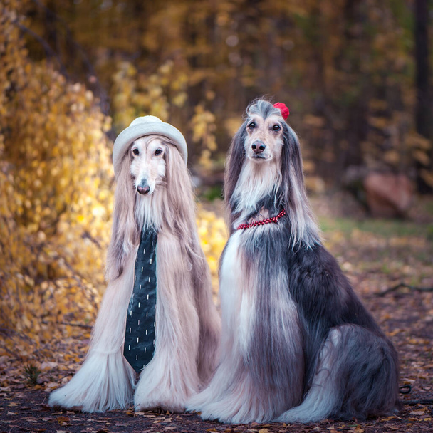 Paar Hunde im Stil von Braut und Bräutigam, Liebhaber. Afghanistanhunde als Männer und Frauen. Konzeptliebhaber, Mode für Hunde - Foto, Bild