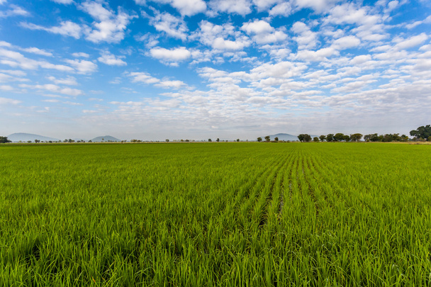 rice field - Photo, Image