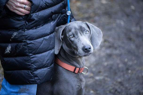 自然の中で美しい青のWeimaraner品種の犬の肖像画は、カメラを見て - 写真・画像