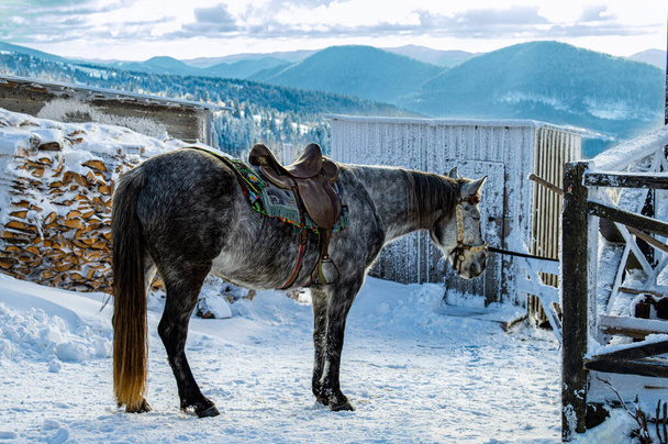 Hevonen talvella vuoret tausta - Valokuva, kuva