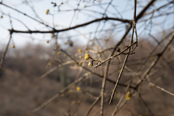 Puu aikaisin keväällä. Näkymä alhaalta. Azerbaidzanin luonto. Valikoiva painopiste
. - Valokuva, kuva