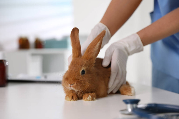 Professional veterinarian examining bunny in clinic, closeup - Photo, Image