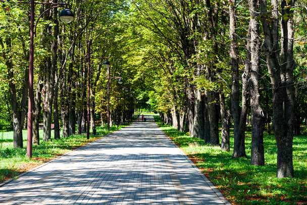 Green trees and alley in the park. Summer landscape. Sunny day. - Фото, изображение