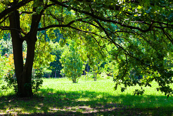 Green trees in the park. Summer landscape. Sunny day. - Fotoğraf, Görsel