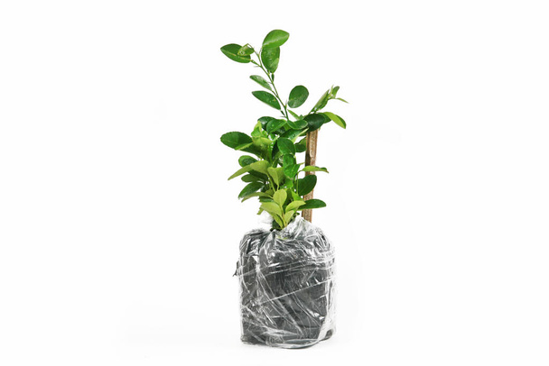 grüne Pflanze im Topf auf weißem Hintergrund  - Foto, Bild