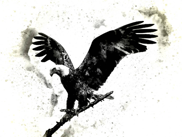 Bald eagle swoop lądowania strony rysunku i farby na białym tle ilustracji - Zdjęcie, obraz