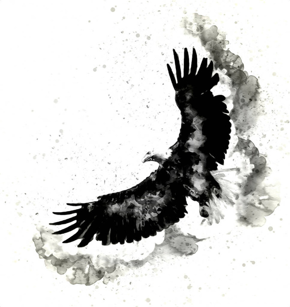 Bald eagle swoop landing hand draw and paint on white background illustration - Фото, изображение
