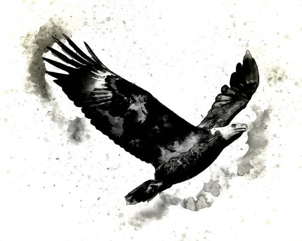 Bald águia swoop desembarque mão desenhar e pintar sobre fundo branco ilustração
 - Foto, Imagem