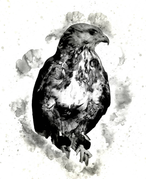 Águila calva swoop aterrizaje mano dibujar y pintar sobre fondo blanco ilustración - Foto, imagen