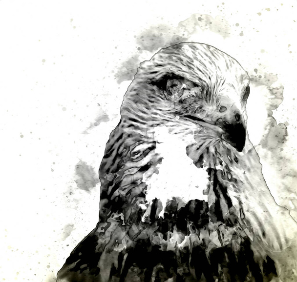 Falcon aterrizaje swoop mano dibujar y pintar el color en la ilustración de fondo, halcón vintage retro - Foto, imagen
