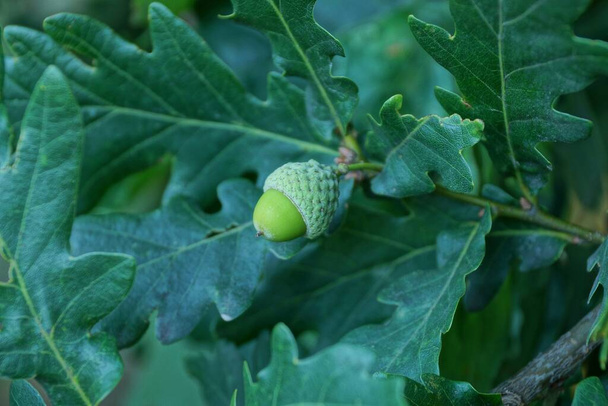one green acorn on a branch of an oak tree with leaves in a summer forest - Photo, Image