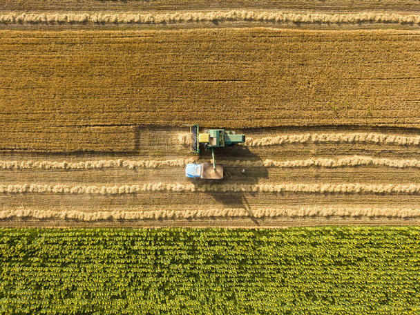 Vista aérea. La cosecha de trigo en el campo de Ucrania. - Foto, imagen