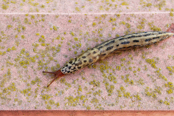 Spotted slug on brick wall. Land slug outdoors.  - Photo, Image