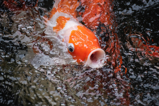 Kleurrijke koi vis in de - Foto, afbeelding
