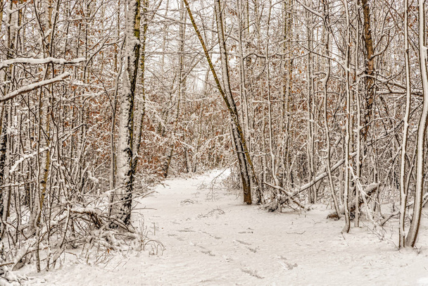 Karlı ormanda güzel bir kış manzarası, Ocak ayında Polonya 'nın güneyine bir gezi.. - Fotoğraf, Görsel