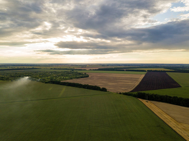 Veduta aerea del drone. Campo di grano verde ucraino in una giornata estiva. - Foto, immagini