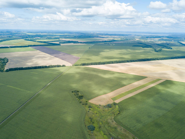 Aerial drone view. Ukrainian green corn field on a summer day. - Fotoğraf, Görsel