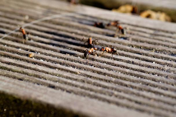 Karıncalar eski tahtada diyalog kurar - Fotoğraf, Görsel