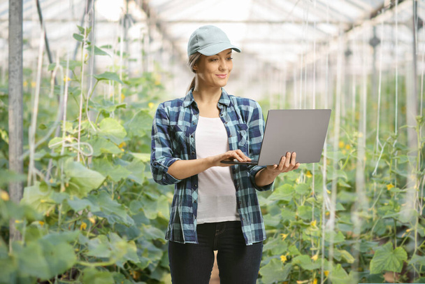 Vrouwelijke boer aan het werk op een laptop in een komkommerkas - Foto, afbeelding