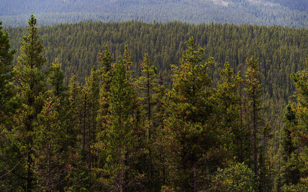 красивый ландшафт с пышной растительностью в горах, Джаспер национальный парк, Альберта, Канада - Фото, изображение