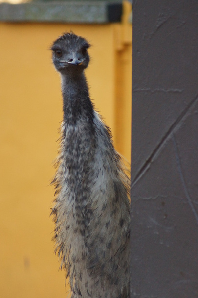 EMU - Dromaius novaehollandiea - Fotografie, Obrázek