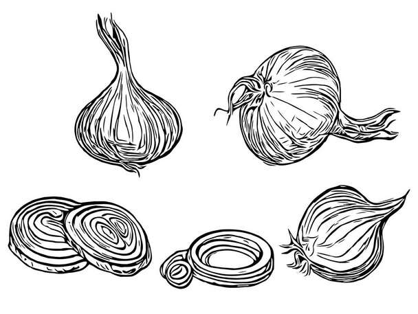 Cibule a kroužky jako přísada pro nakládaní. Zelenina v rytém stylu. Obrázek kresby vektorové čáry - Vektor, obrázek