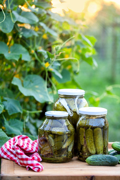 pickled cucumbers for winter organic food - Photo, Image