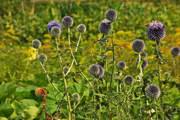 Echinops ritro L, Globe thistle , Small globe thistle.Echinops flowers in the garden.Blue balls flowers of Echinops ritro known as southern globethistle in Ukraine - Photo, Image