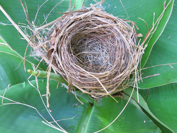 vista de primer plano del nido de aves vacío  - Foto, imagen