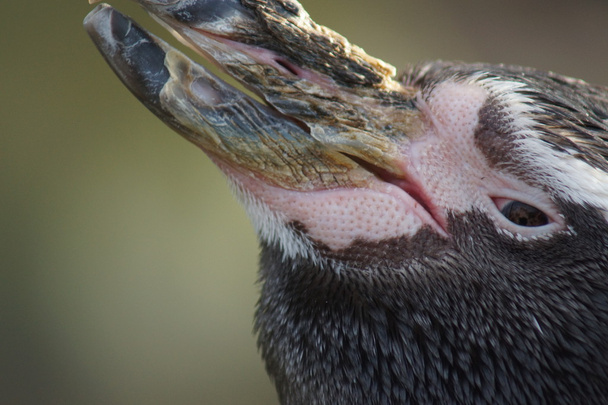boos humboldt-pinguïn - spheniscus humboldti - Foto, afbeelding