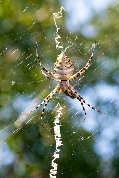agriopa é uma aranha de vespa venenosa lobulada de uma espécie terrível pintada em uma faixa preta e amarela. Aranhas de jardim perigosas. Argiope lobata - Foto, Imagem
