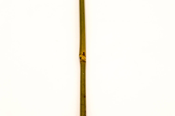 un bambou sec avec un nœud sur fond blanc - Photo, image