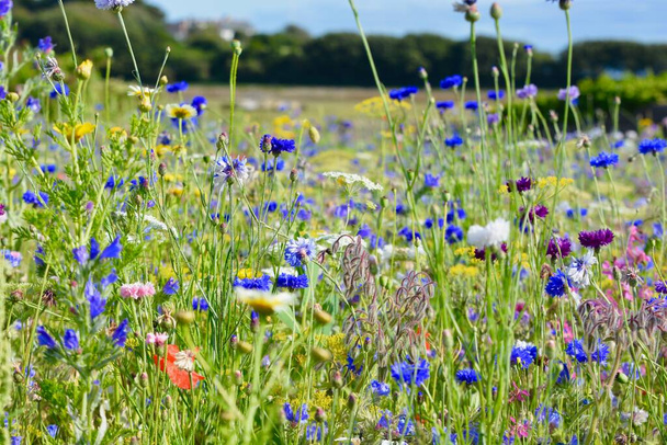 自然背景、野の花、野の花の牧草地。英国の田舎のフィールドで見つかった多色の野生の花のミックス。ケシ、コーンフラワー、メドウスイート、牛パセリ、マリーゴールドの品種 - 写真・画像
