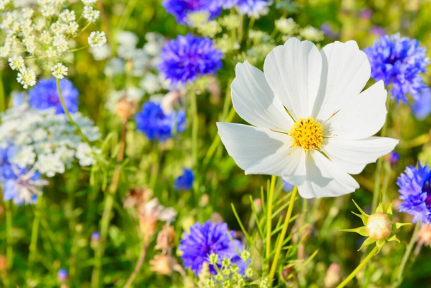 Doğa geçmişi, kır çiçekleri, kır çiçekleri. İngiliz kırsalındaki bir tarlada bulunan çok renkli yabani çiçeklerin karışımı. Gelincik, çiçek, çayır tatlısı, maydanoz ve kadife çiçeği çeşitleri. - Fotoğraf, Görsel