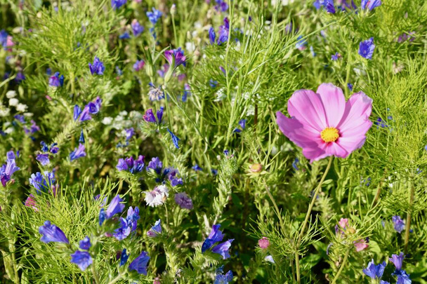 Naturhintergrund, Wildblumen, Wildblumenwiese. Mischung aus bunten Wildblumen, die auf einem Feld in der britischen Landschaft gefunden wurden. Sorten von Mohn, Kornblumen, Mädesüß, Kuhpetersilie und Ringelblume - Foto, Bild