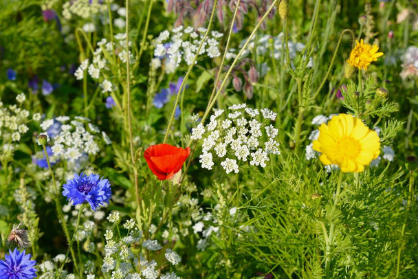 Naturhintergrund, Wildblumen, Wildblumenwiese. Mischung aus bunten Wildblumen, die auf einem Feld in der britischen Landschaft gefunden wurden. Sorten von Mohn, Kornblumen, Mädesüß, Kuhpetersilie und Ringelblume - Foto, Bild