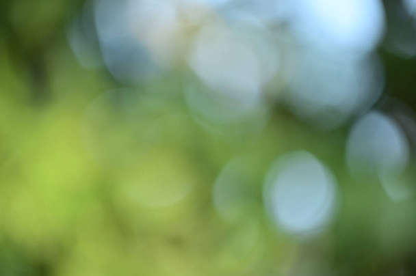 Abstract green bokeh background, green blurred abstract background from defocused foliage sunshine background - Photo, image