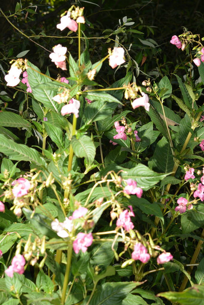 Himalaia Balsam Impatiens glandulifera.Soft rosa florescendo e brotando planta de bálsamo do Himalaia com gotas de orvalho e seda de aranha em uma manhã cedo na temporada de outono. - Foto, Imagem